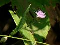 Smooth Camel Thistle